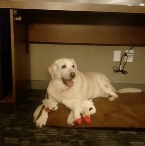 Meet your Posher, Lindsey